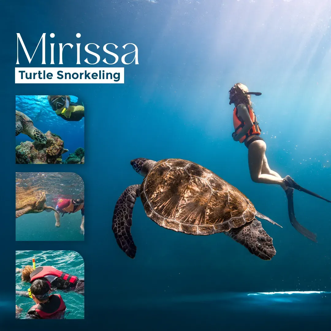 Turtle Snorkeling tour  event thumbnail